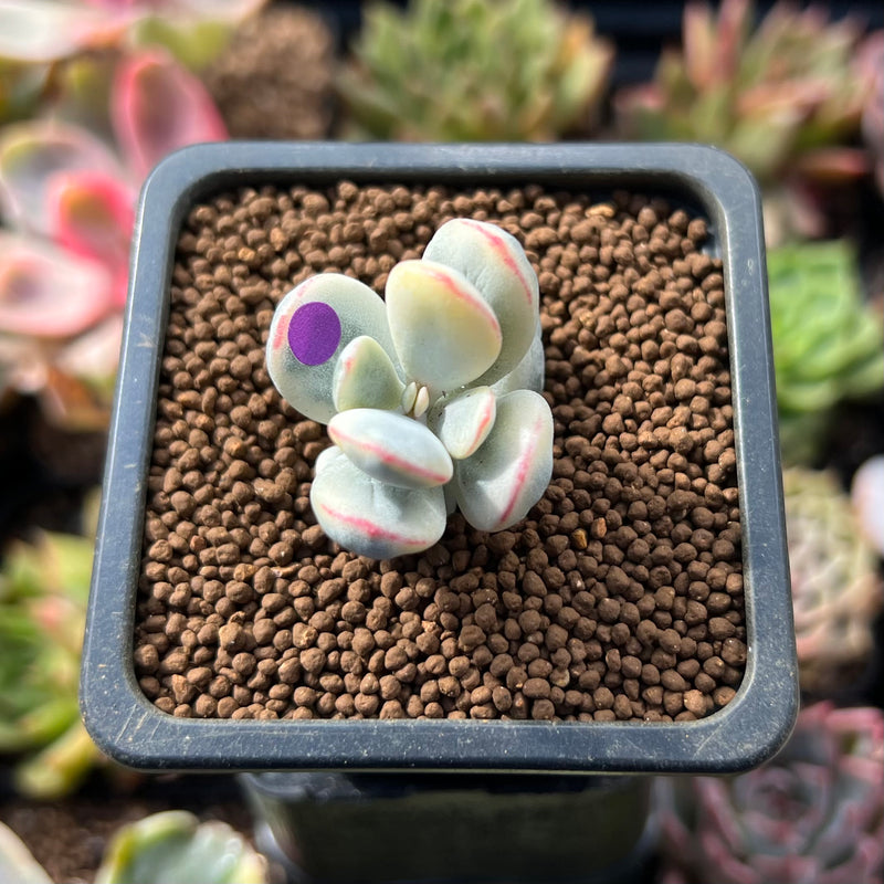 Cotyledon 'Orbiculata' Variegated 1" Cutting Succulent Plant *Cutting*