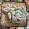 Pachyphytum cv 'Frevel' 4" Cluster Succulent Plant