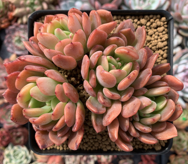 Echeveria Agavoides 'Denteulajjaem' 4" Cluster Succulent Plant