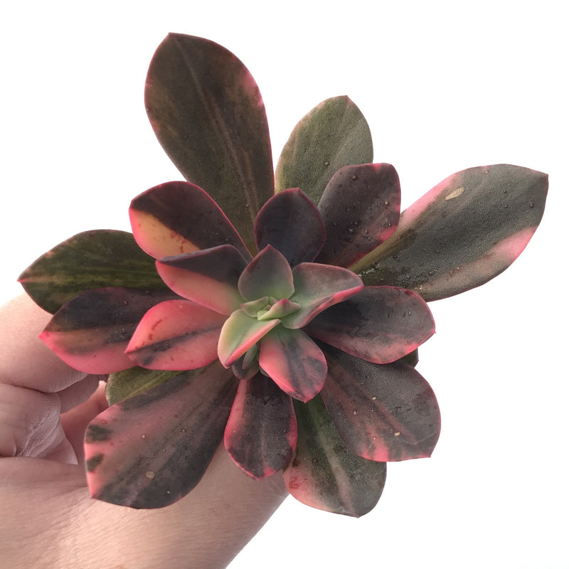 Echeveria 'Hanaikada' Variegated 3" Succulent Plant