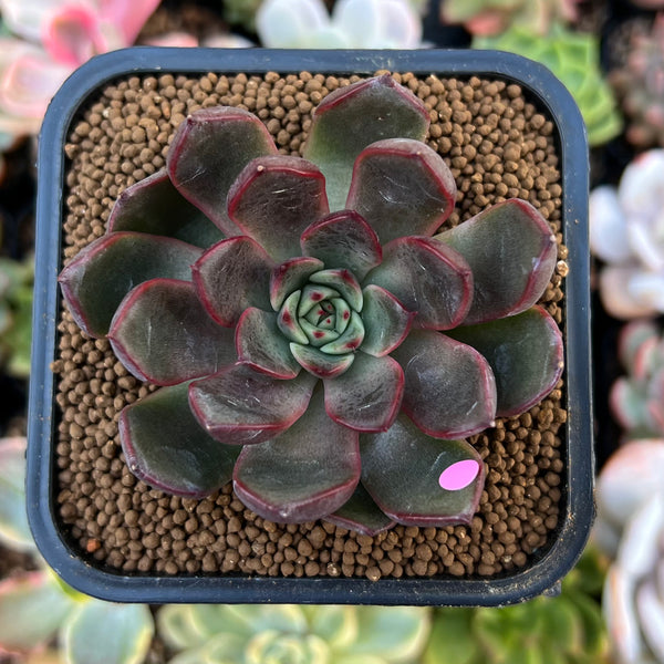 Echeveria Agavoides 'Red Bell' 2" Succulent Plant