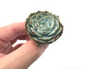 Echeveria 'Mont Blanc' 3" Succulent Plant