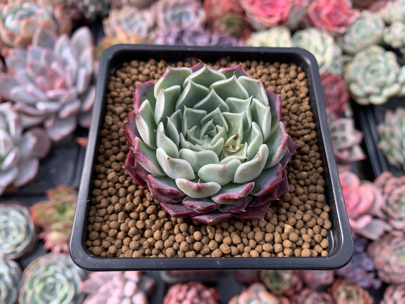 Echeveria 'Amanda' 2"-3" New Hybrid Succulent Plant