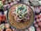 Echeveria sp. 4" Powdery Succulent Plant