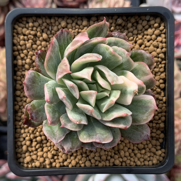 Echeveria 'Bradburiana' Variegated 2" Succulent Plant