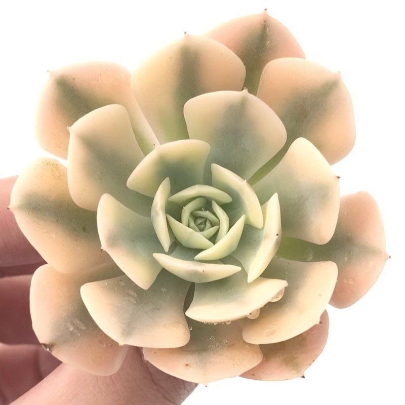 Echeveria Runyonii Variegated (Aka Echeveria 'Akaihosi' Variegated) 2" Succulent Plant