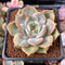 Echeveria 'Angelina' 2" Succulent Plant