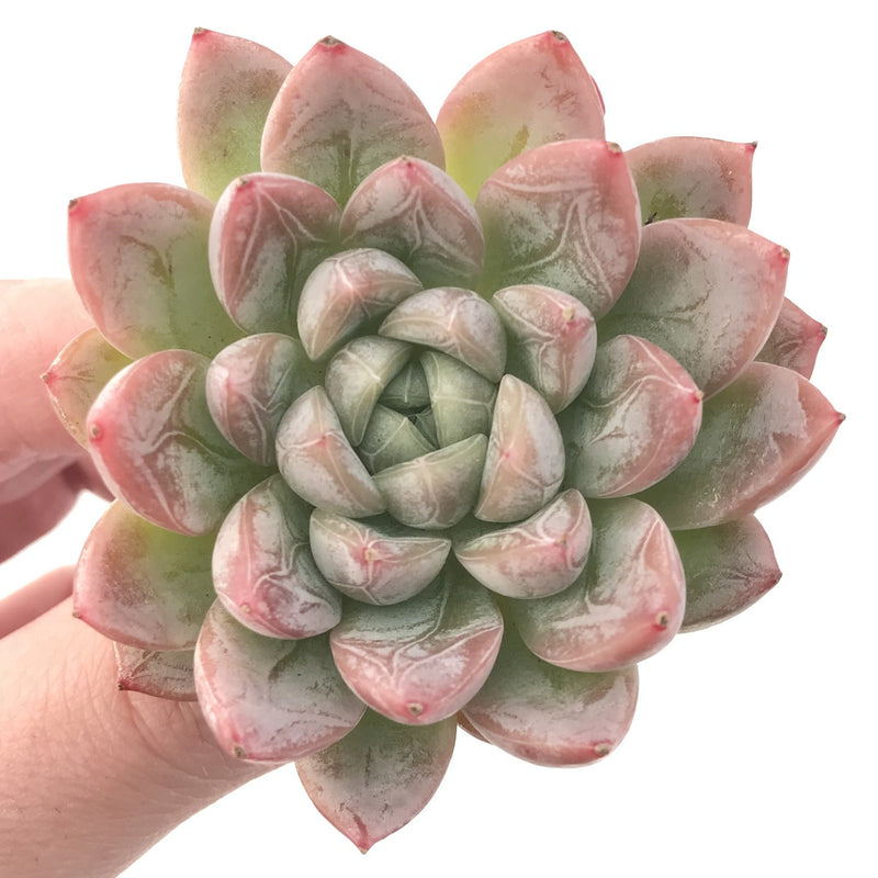 Echeveria 'Elsa' 2" Powdery Succulent Plant