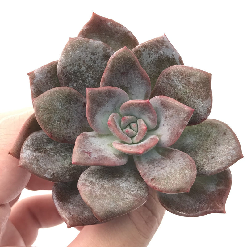 Echeveria 'Missing You' 3" Succulent Plant