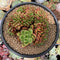 Cremneria 'Chubbs' Crested (Cremnophila linguifolia x Echeveria setosa var. ciliata) 3" Succulent Plant