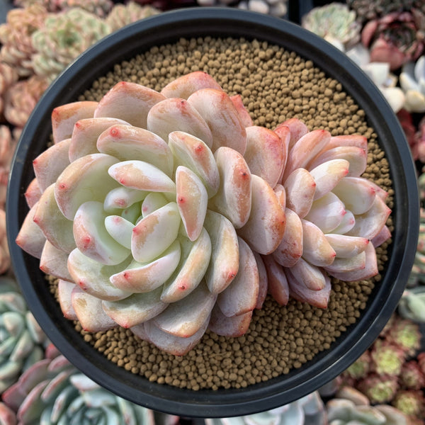 Echeveria 'Orange Monroe' 5" Large Powdery Succulent Plant