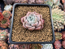 Echeveria 'Pink spot' 1" Powdery Succulent Plant