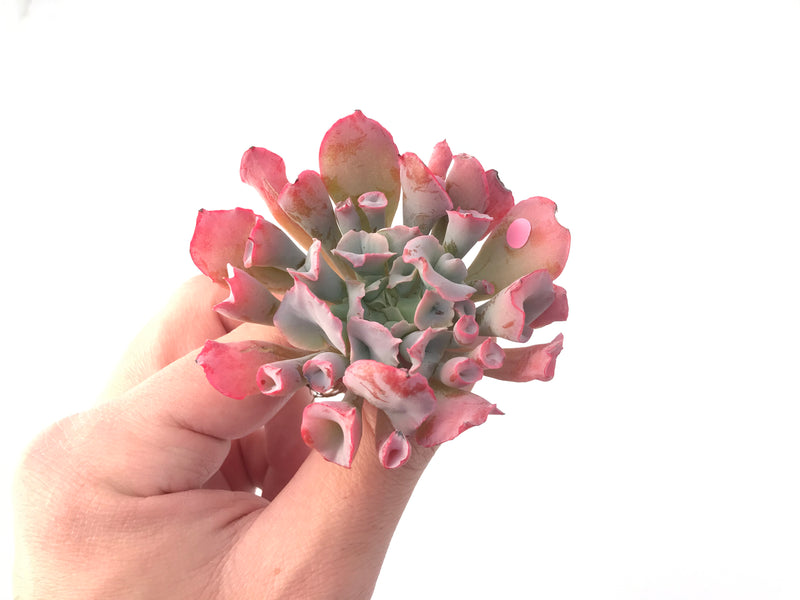 Echeveria 'Trumpet Pinky' 3" Succulent Plant