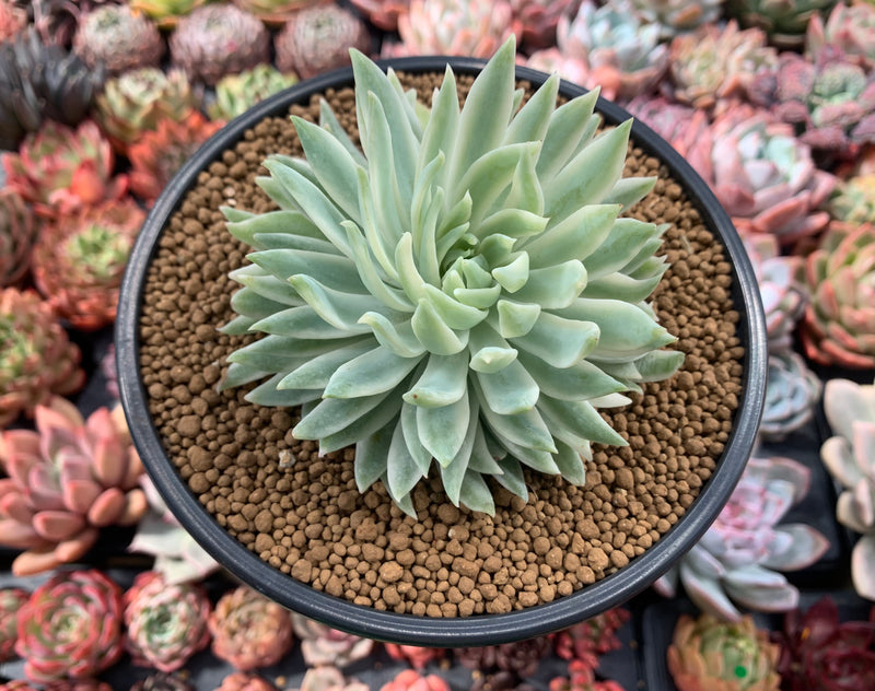 Graptoveria 'Fanfare' Variegated 4"-5" Succulent Plant