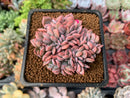 Graptoveria 'Debbie' Crested 2" Succulent Plant