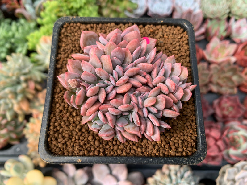 Graptoveria 'Debbie' Crested 2" Succulent Plant