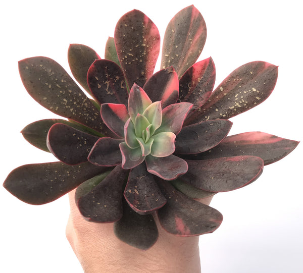 Echeveria 'Hanaikada' Variegated 6" Succulent Plant