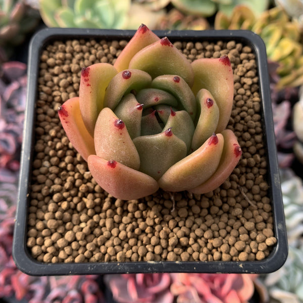 Echeveria Agavoides 'Shurin' 3" Succulent Plant