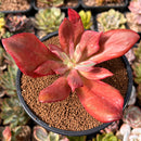 Echeveria 'Diamond State' Variegated 3" Succulent Plant