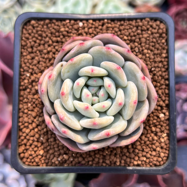 Echeveria 'Ariel' 2" Succulent Plant