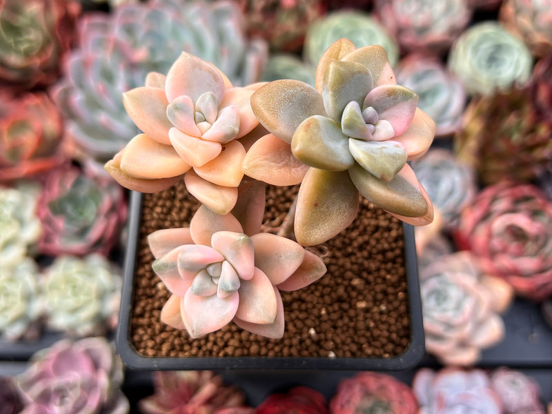 Graptoveria 'Titubans' Variegated 2” Succulent Plant