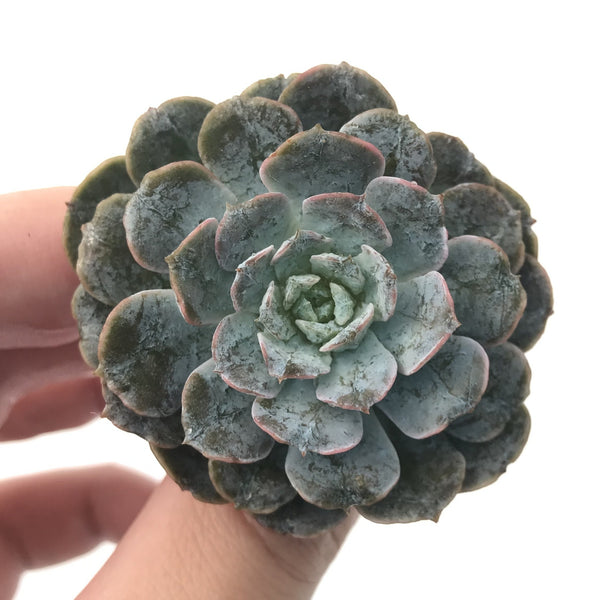 Echeveria 'Dr. Butterfield' Mutated 3" Rare Succulent Plant