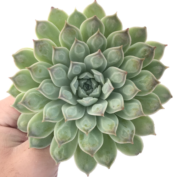 Echeveria 'Hearts Choice' 4"-5" Succulent Plant