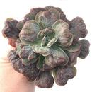 Echeveria 'Hearts Delight' Large 7"+ Carunculated Succulent Plant