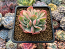 Echeveria 'Luella' Variegated Cluster 2" Succulent Plant