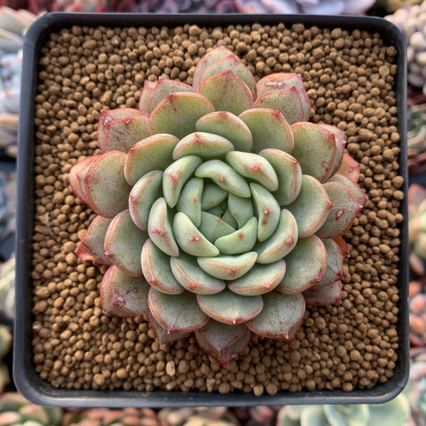 Echeveria sp. 3" Succulent Plant