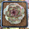 Echeveria Agavoides 'Black Coco' 3" Succulent Plant