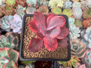 Echeveria 'Angel Wings' Variegated 2" Succulent Plant