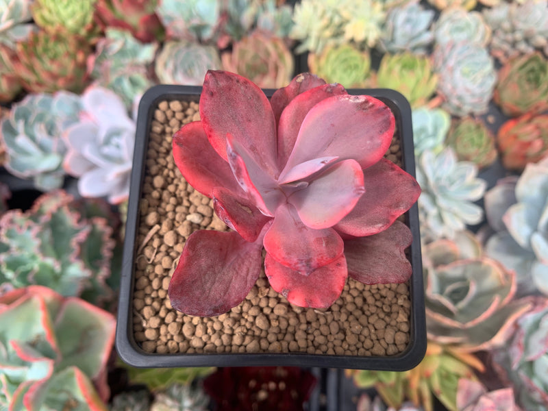 Echeveria 'Angel Wings' Variegated 2" Succulent Plant