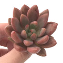 Graptoveria 'Ruby Donna' 2" Succulent Plant