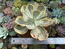 Echeveria sp. Variegated *NOT A TRUE ZUSUNG ICE AGE* 8" Large Succulent Plant