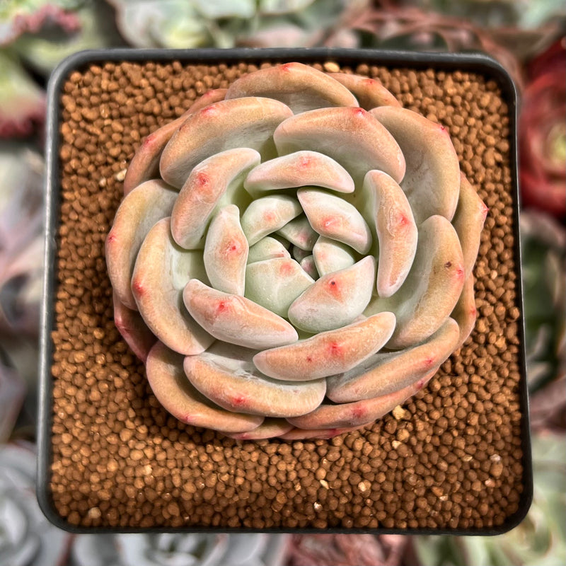 Echeveria 'Ariel' 2" Succulent Plant