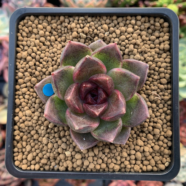 Echeveria Agavoides 'Black Queen' 1"-2" Succulent Plant