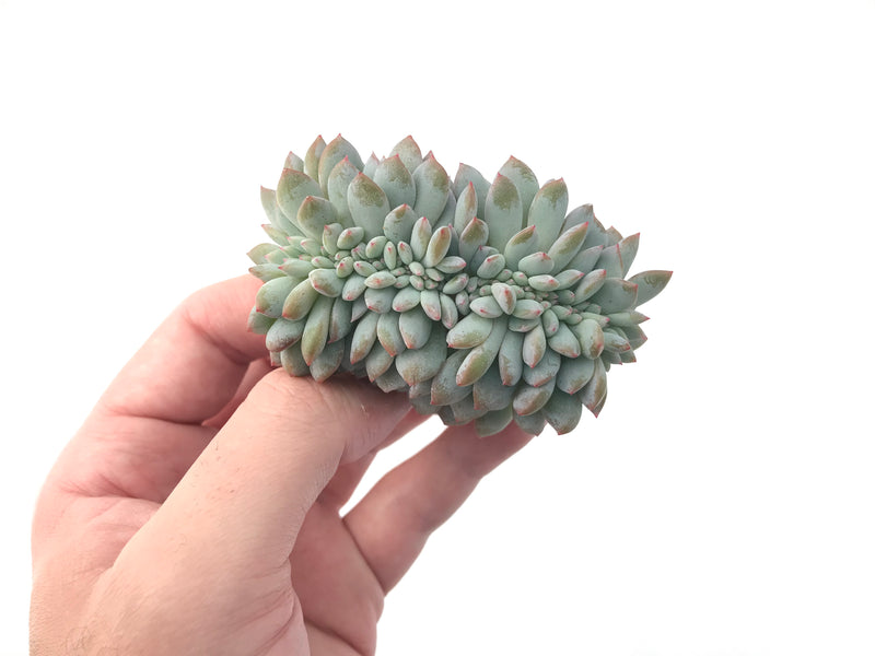 Echeveria 'Orange Monroe' Crested 4" Powdery Succulent Plant