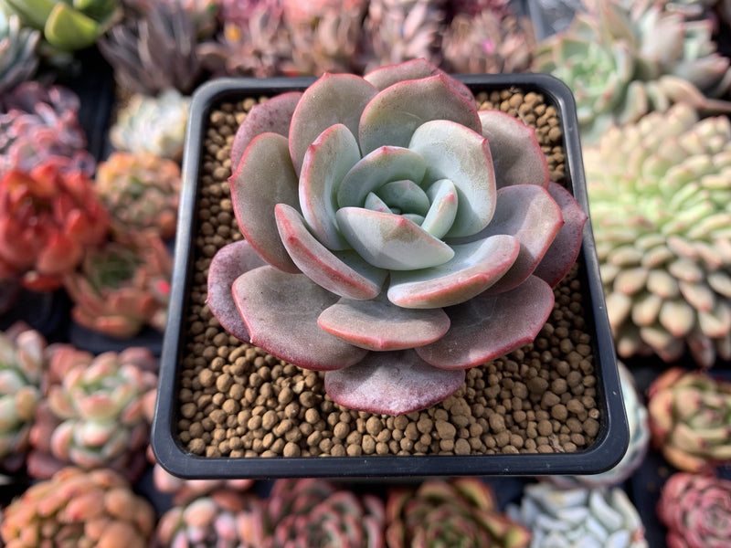 Echeveria 'Soulmint' 2" Powdery Succulent Plant