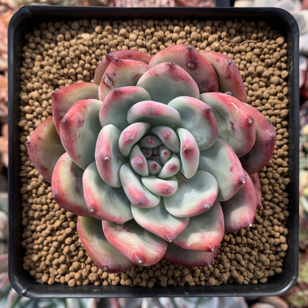 Echeveria 'Colorata' Hybrid 4" Succulent Plant