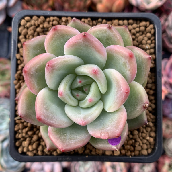 Echeveria 'Charlotte' 3" Succulent Plant