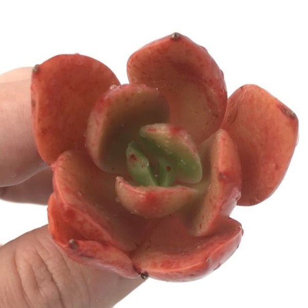 Echeveria 'Nebula' 1"-2" Rare Succulent Plant