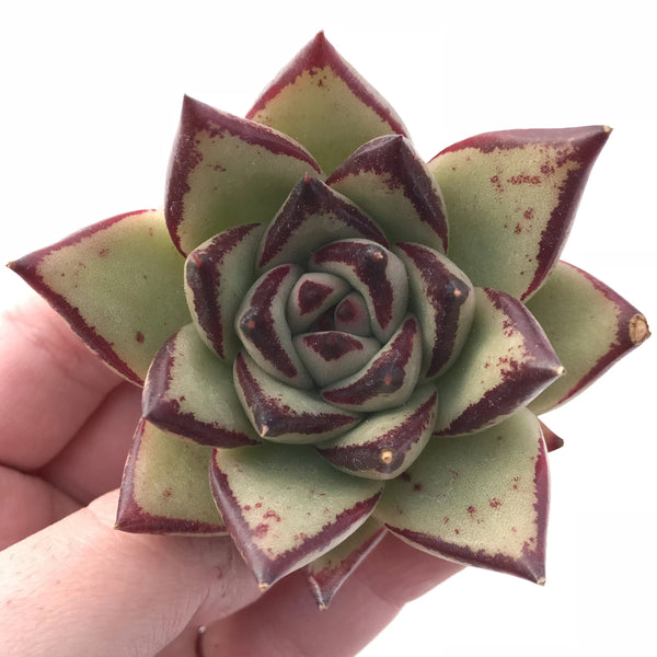 Echeveria Agavoides Black Edge Special Clone 3” Rare Succulent Plant