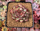 Echeveria 'Mexican Pulidonis' 3" Succulent Plant