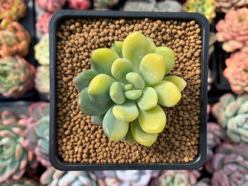 Pachyveria 'Walth' Variegated 2" Rare Succulent Plant