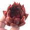 Echeveria Agavoides Red Maria 3” Rare Succulent Plant