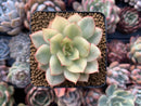 Echeveria 'Esther' Variegated Small 2" Succulent Plant