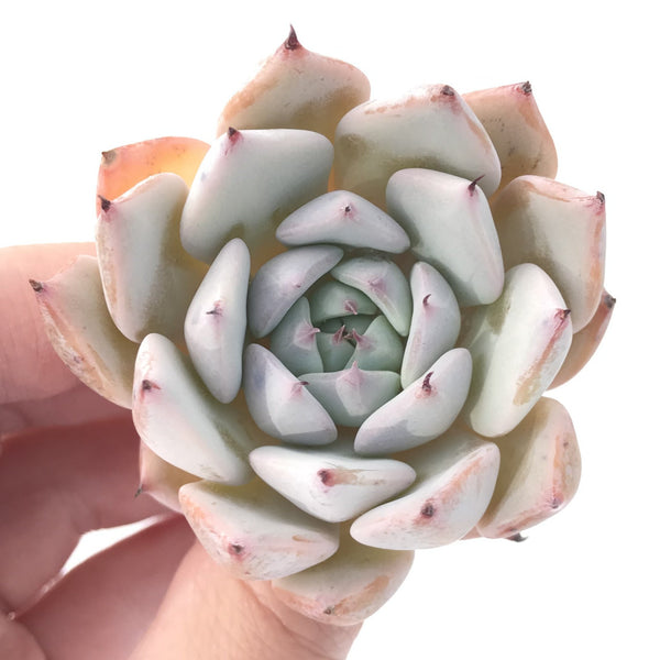 Echeveria 'Larega' 2" Powdery Succulent Plant