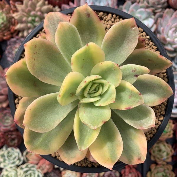 Echeveria 'Golden Glow' Variegated 5" Succulent Plant