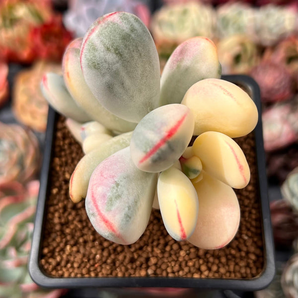 Cotyledon 'Orbiculata' Variegated 2" Succulent Plant